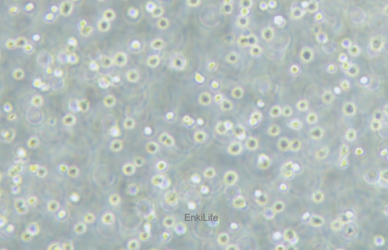 人急性髓性白血病细胞MOLM-13(STR鉴定) | EnkiLife恩玑生命