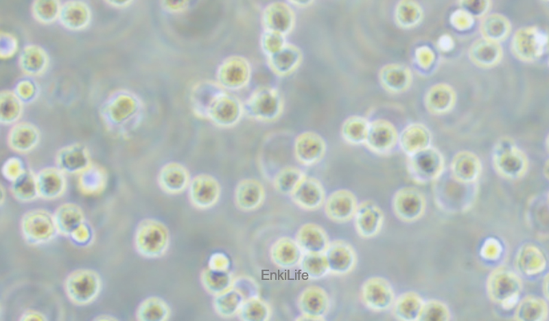人急性髓性白血病细胞MOLM-13(STR鉴定) | EnkiLife恩玑生命