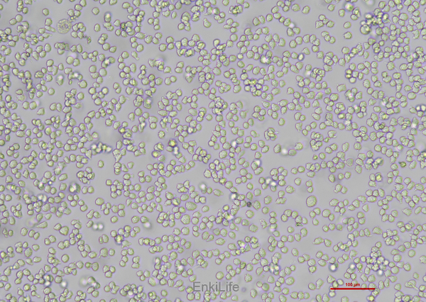 人急性早幼粒白血病细胞NB4(STR鉴定) | EnkiLife恩玑生命