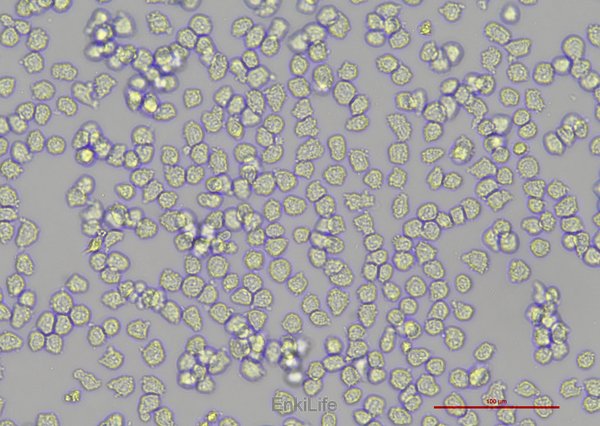 人急性早幼粒白血病细胞NB4(STR鉴定) | EnkiLife恩玑生命