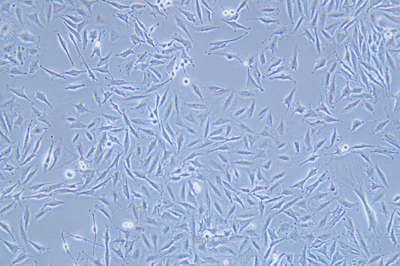 人胶质瘤细胞稳定表达荧光素酶LN-229+LUC(STR鉴定) | EnkiLife恩玑生命