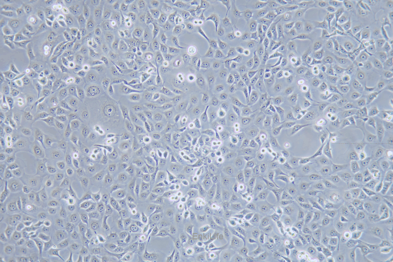 人角膜上皮细胞HCE-T(STR鉴定) | EnkiLife恩玑生命
