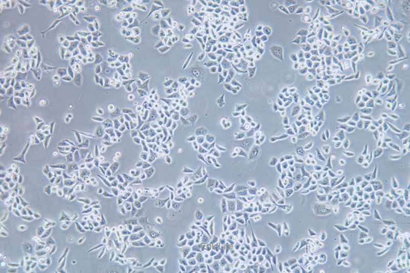 人结肠癌/紫杉醇耐药株HCT-15/Taxol(STR鉴定) | EnkiLife恩玑生命