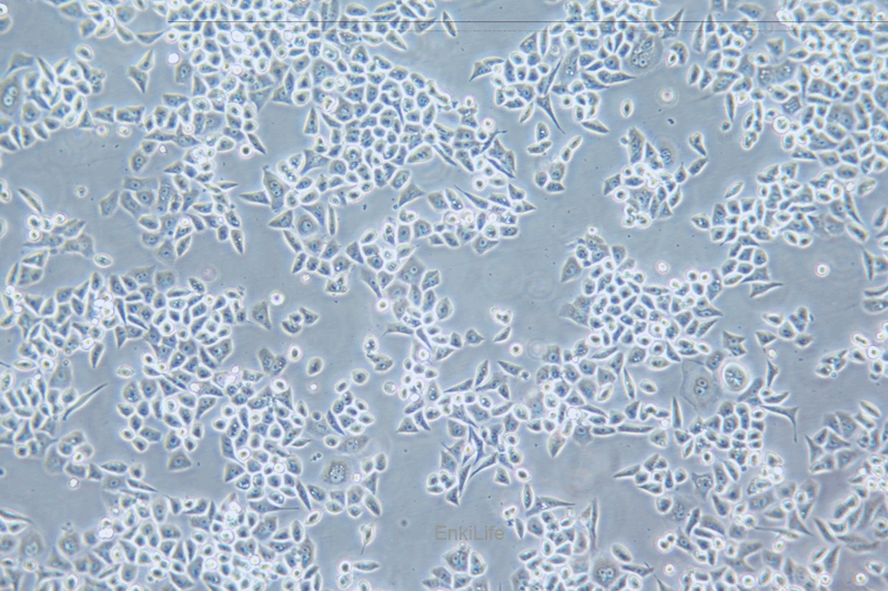 人结肠癌/紫杉醇耐药株HCT-15/Taxol(STR鉴定) | EnkiLife恩玑生命