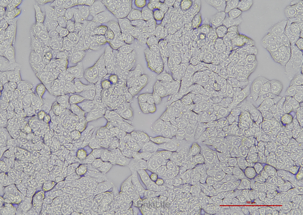 人结肠癌细胞HT-29(STR鉴定) | EnkiLife恩玑生命