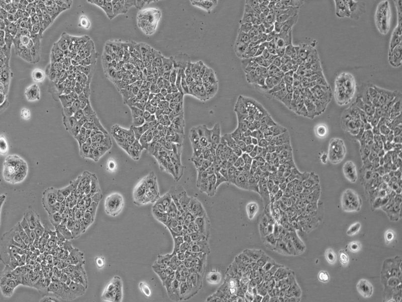 人结肠腺癌细胞SW1116(STR鉴定) | EnkiLife恩玑生命
