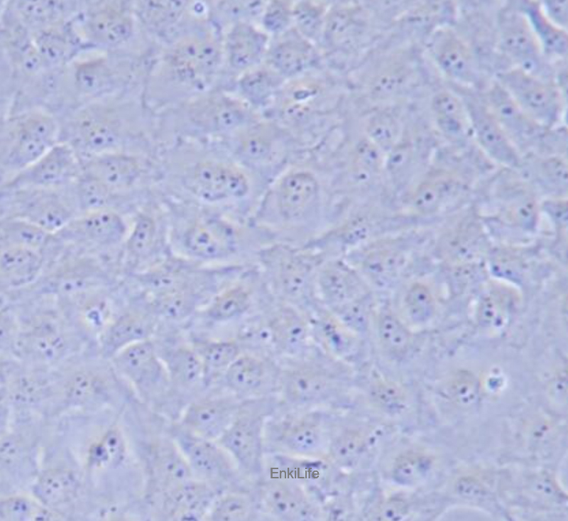 人晶体上皮细胞SRA01/04(STR鉴定) | EnkiLife恩玑生命
