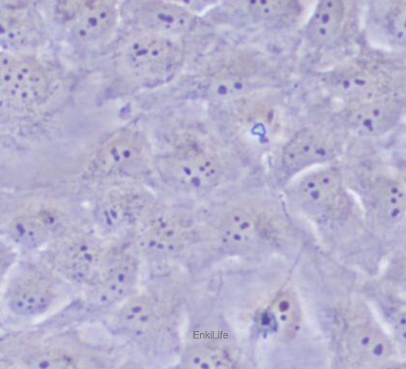 人晶体上皮细胞SRA01/04(STR鉴定) | EnkiLife恩玑生命