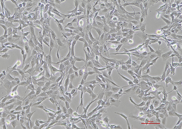 人晶状体上皮细胞HLE-B3(STR鉴定) | EnkiLife恩玑生命