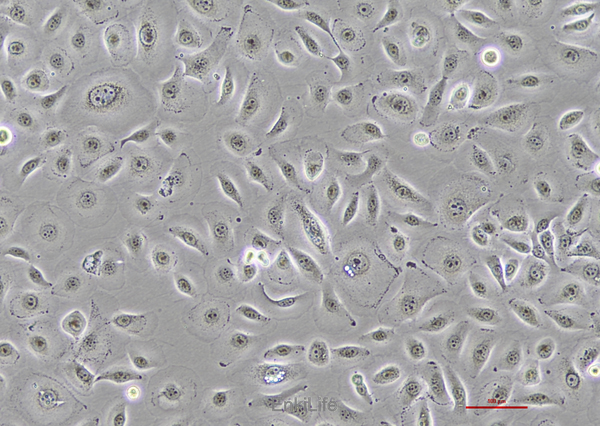 人口腔鳞状肿瘤细胞HSC-2(STR鉴定) | EnkiLife恩玑生命