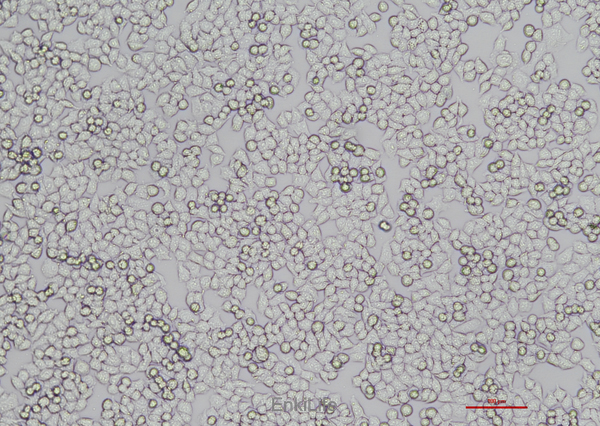 人卵巢癌细胞A2780(STR鉴定) | EnkiLife恩玑生命