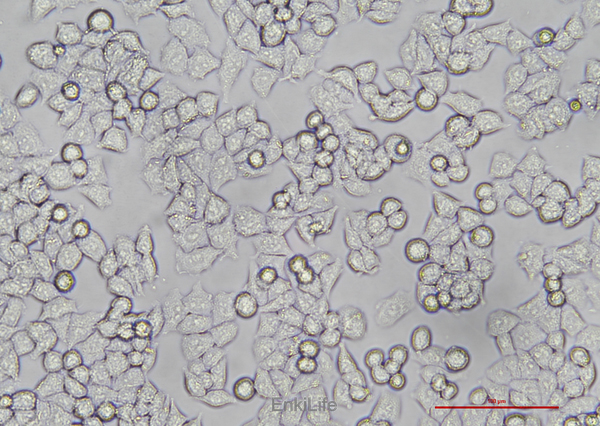 人卵巢癌细胞A2780(STR鉴定) | EnkiLife恩玑生命