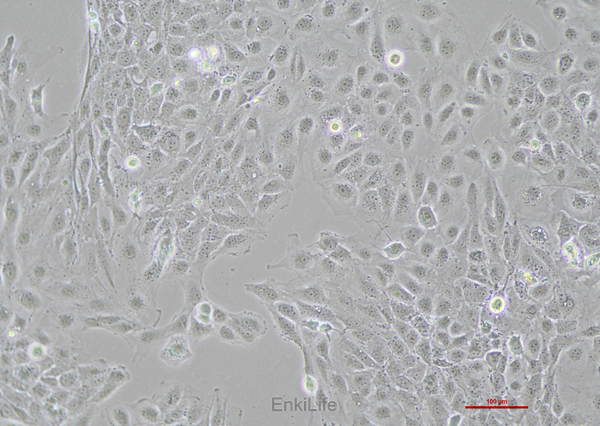 人膜间皮细胞MET-5A(STR鉴定) | EnkiLife恩玑生命
