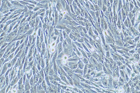 人脑胶质瘤细胞HS683(STR鉴定) | EnkiLife恩玑生命