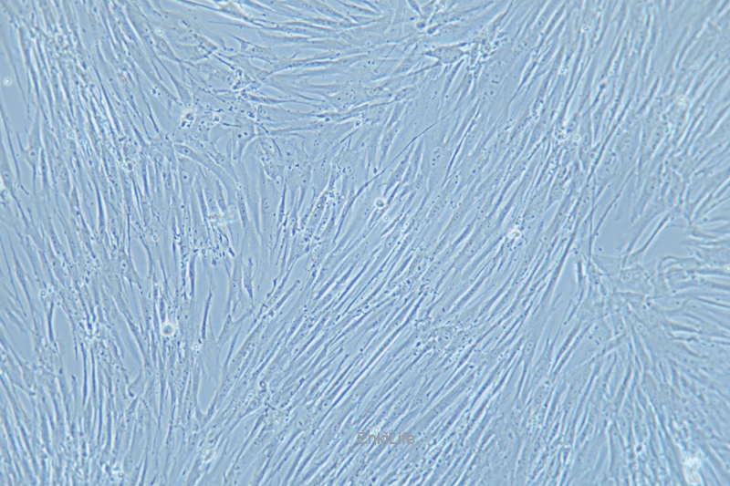 人胚肺成纤维细胞MRC-5(STR鉴定) | EnkiLife恩玑生命