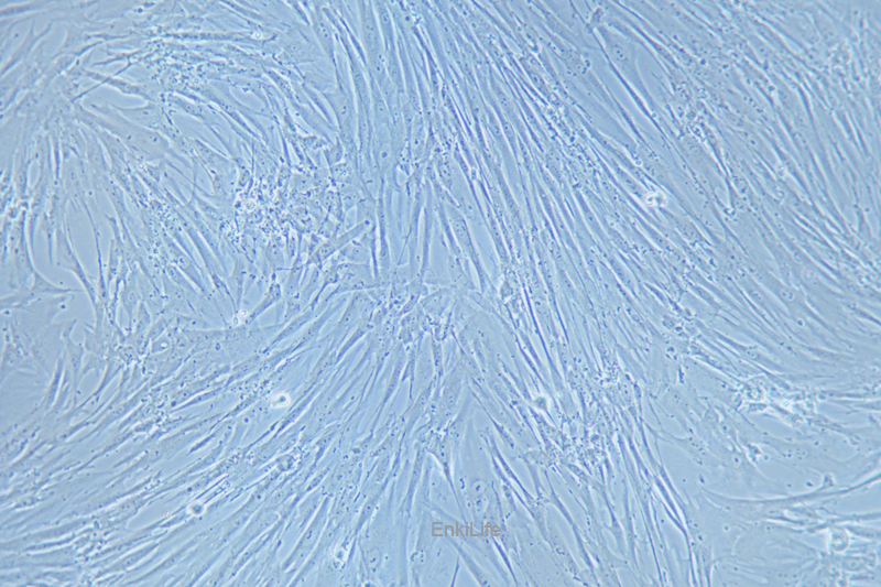 人胚肺成纤维细胞MRC-5(STR鉴定) | EnkiLife恩玑生命