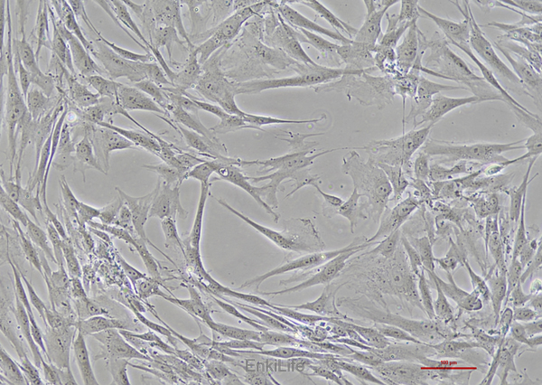人胚皮肤成纤维细胞CCC-ESF-1(STR鉴定) | EnkiLife恩玑生命