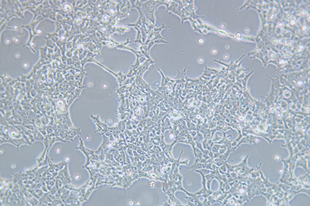 人胚肾细胞293FT(STR鉴定) | EnkiLife恩玑生命