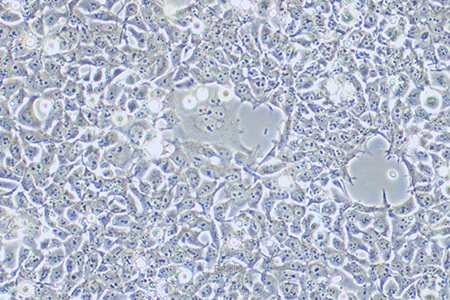 人胚肾细胞293FT(STR鉴定) | EnkiLife恩玑生命