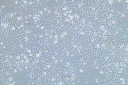 人胚肾细胞293FT(STR鉴定) | EnkiLife恩玑生命