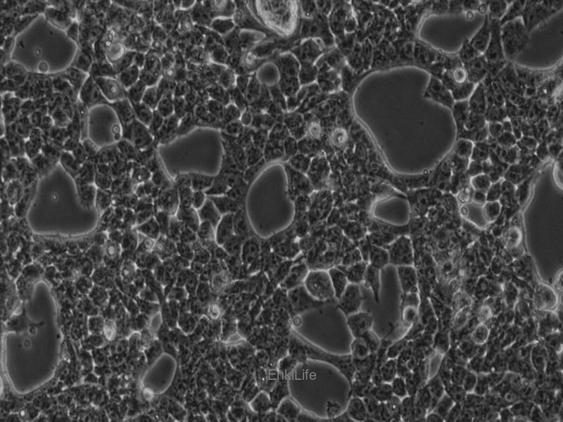 人胚肾细胞293T/17(STR鉴定) | EnkiLife恩玑生命