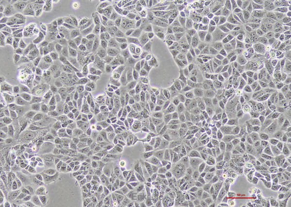 人乳腺癌细胞MCF-7(STR鉴定) | EnkiLife恩玑生命