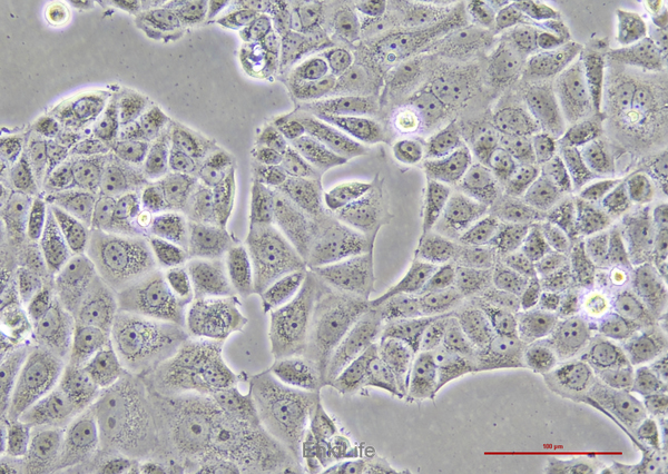 人乳腺癌细胞MCF-7(STR鉴定) | EnkiLife恩玑生命