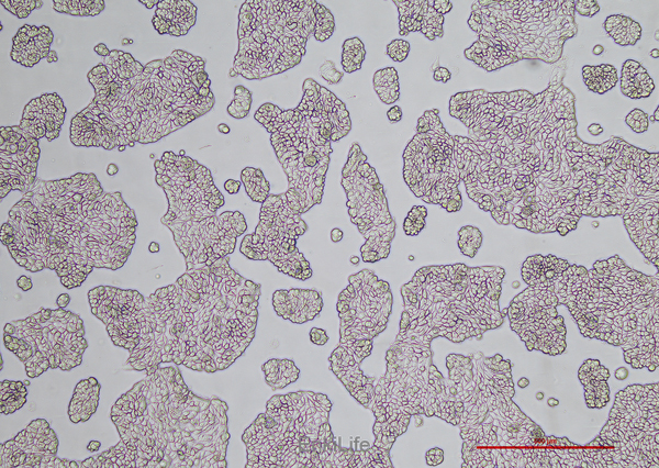 人乳腺导管瘤细胞UACC-812(STR鉴定) | EnkiLife恩玑生命
