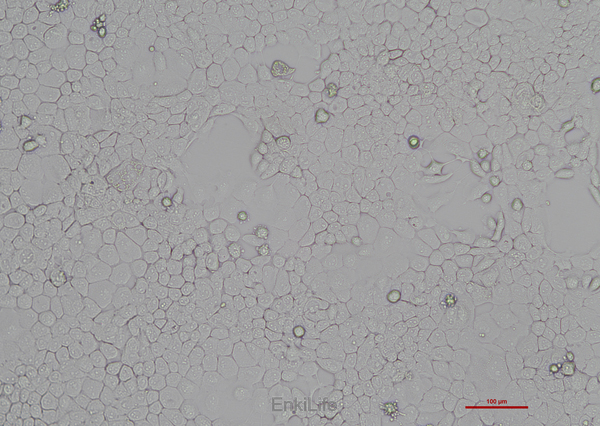 人咽鳞癌细胞FaDu(STR鉴定) | EnkiLife恩玑生命