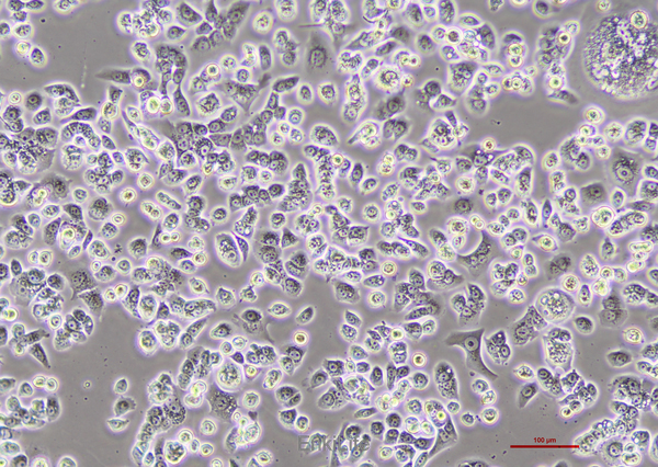 人胰腺癌细胞Capan-1(STR鉴定) | EnkiLife恩玑生命