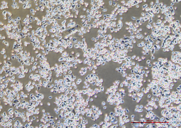 人胰腺癌细胞Capan-1(STR鉴定) | EnkiLife恩玑生命