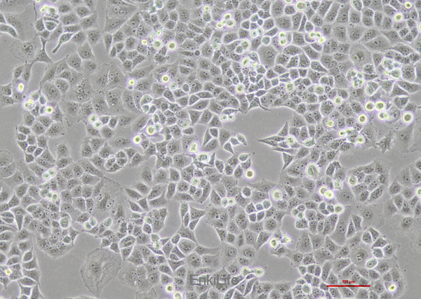 人胰腺癌细胞荧光素酶稳转株PANC-1-LUC(STR鉴定) | EnkiLife恩玑生命