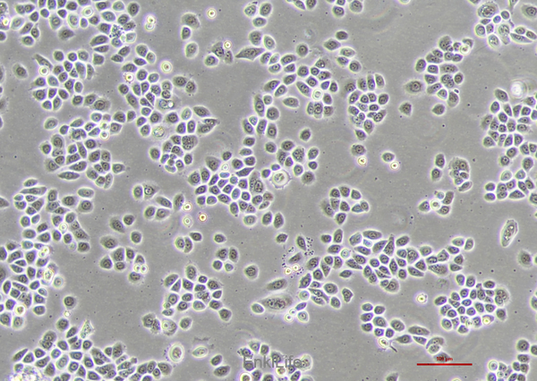 人支气管上皮细胞HBE135-E6E7(STR鉴定) | EnkiLife恩玑生命