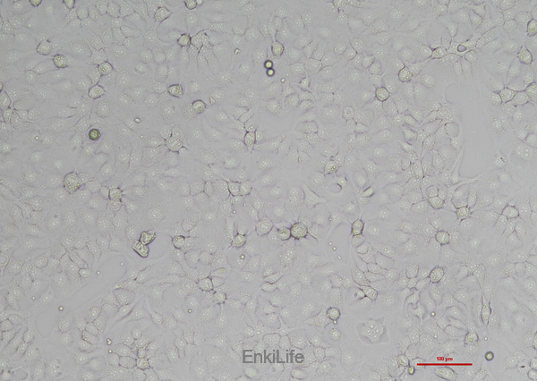人子宫颈上皮细胞永生化(免疫荧光鉴定) | EnkiLife恩玑生命