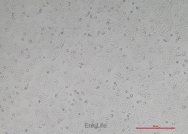 人子宫颈上皮细胞永生化(免疫荧光鉴定) | EnkiLife恩玑生命