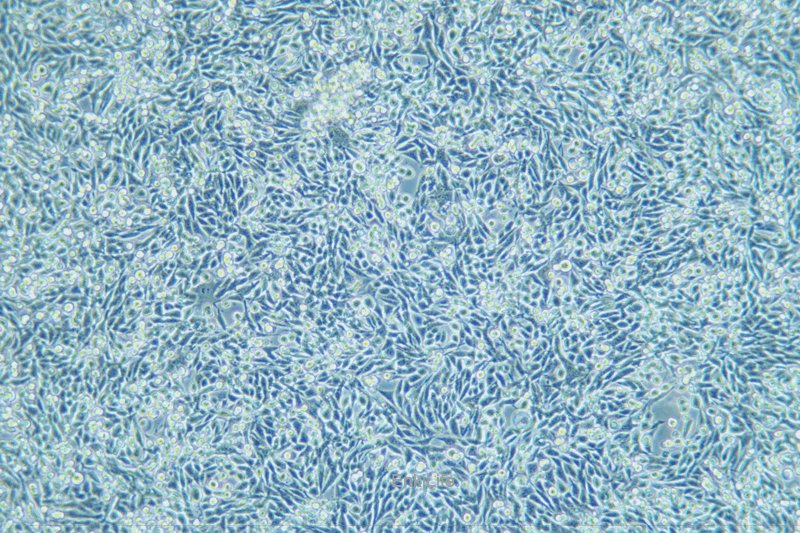 小鼠膀胱癌细胞稳定表达荧光素酶MB49+LUC(种属鉴定) | EnkiLife恩玑生命