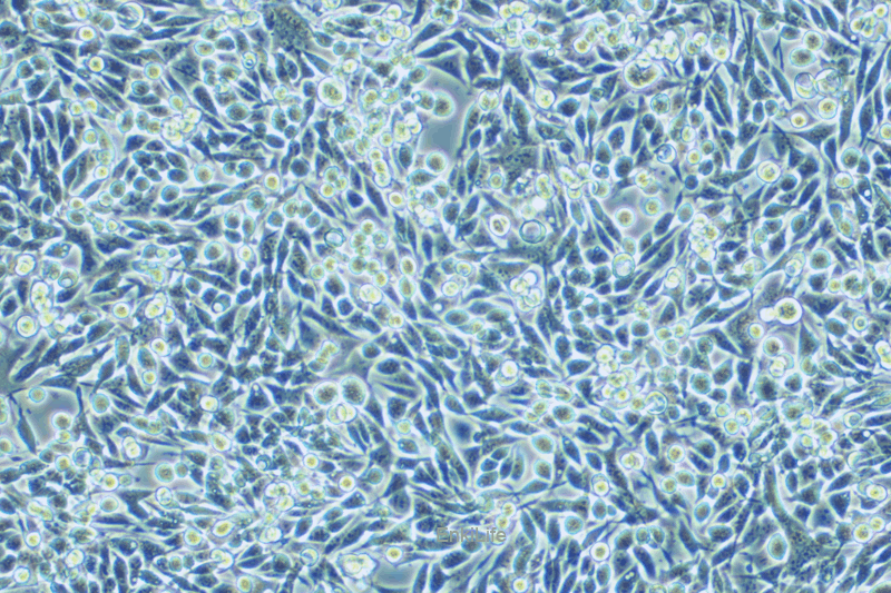 小鼠膀胱癌细胞稳定表达荧光素酶MB49+LUC(种属鉴定) | EnkiLife恩玑生命