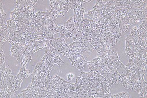小鼠垂体瘤细胞GT1-1(种属鉴定) | EnkiLife恩玑生命
