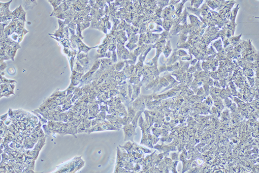 小鼠垂体瘤细胞GT1-1(种属鉴定) | EnkiLife恩玑生命