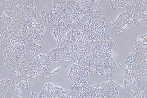 小鼠垂体瘤细胞GT1-1(种属鉴定) | EnkiLife恩玑生命