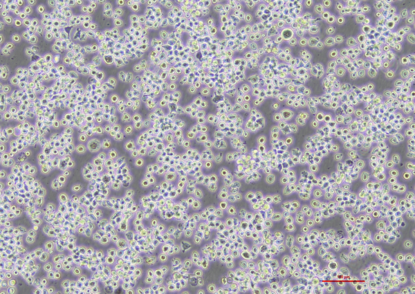 小鼠单核巨噬细胞J774A.1 | EnkiLife恩玑生命