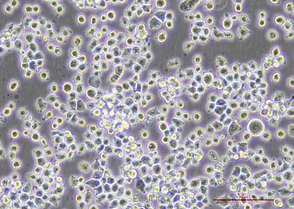 小鼠单核巨噬细胞J774A.1 | EnkiLife恩玑生命