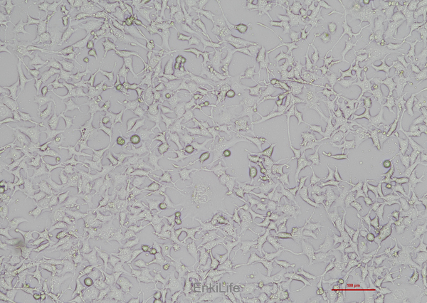 小鼠骨样细胞MLO-Y4(STR鉴定) | EnkiLife恩玑生命
