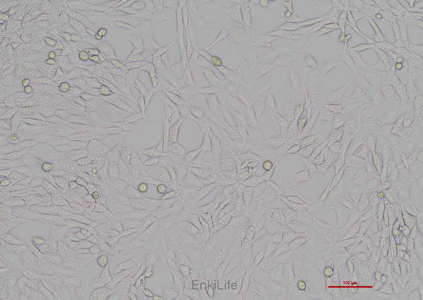 小鼠海马神经元细胞HT22(种属鉴定) | EnkiLife恩玑生命