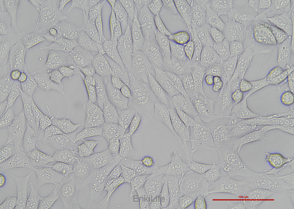 小鼠海马神经元细胞HT22(种属鉴定) | EnkiLife恩玑生命