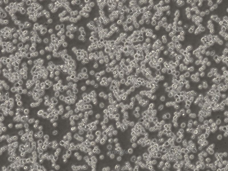 小鼠急性骨髓性白血病细胞C1498(种属鉴定) | EnkiLife恩玑生命