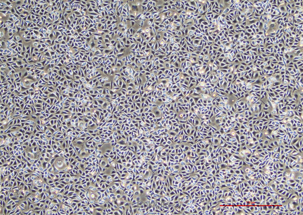 小鼠卵巢癌上皮细胞ID8(种属鉴定) | EnkiLife恩玑生命