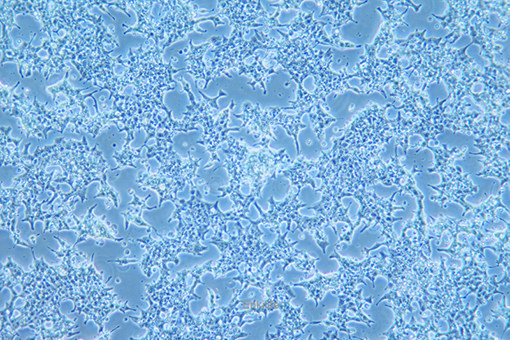 小鼠卵巢癌上皮细胞ID8(种属鉴定) | EnkiLife恩玑生命
