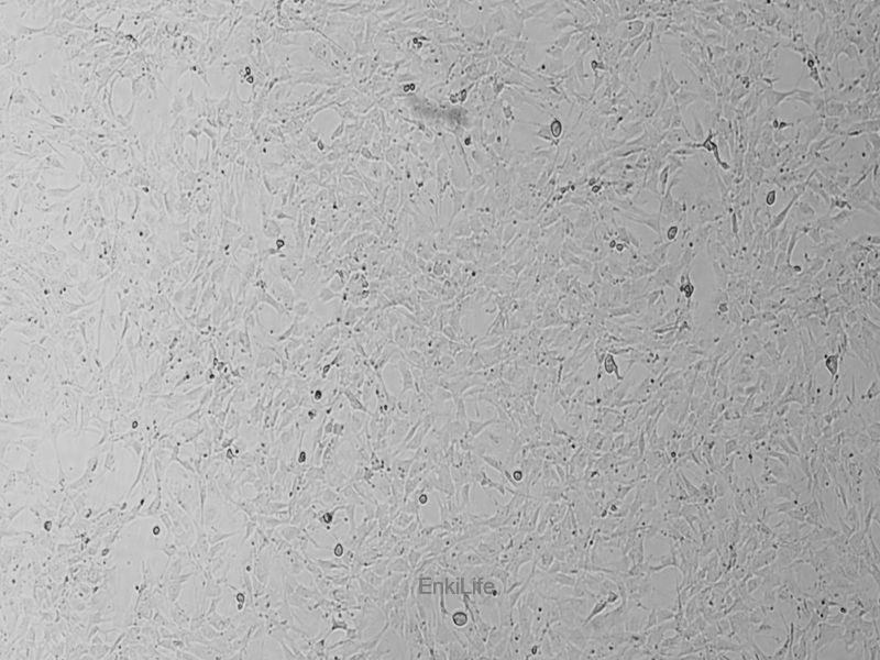 小鼠胚胎成纤维细胞C3H/10T1/2，Clone 8 | EnkiLife恩玑生命