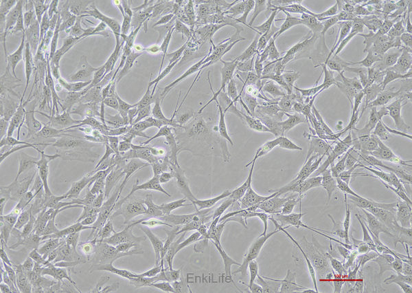小鼠心肌细胞HL-1(种属鉴定)（暂不出售） | EnkiLife恩玑生命